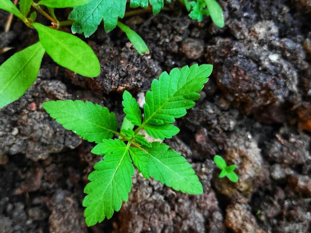 Auch ein Baum fängt einmal klein an. Aber mit regelmäßigen "Small Wins" im Sinne von stetigem Wachstum gelingt auch ihm immer der nächste richtige Schritt und er wird viele Meter hoch und stark! Das kannst du auch (im übertragenen Sinne).